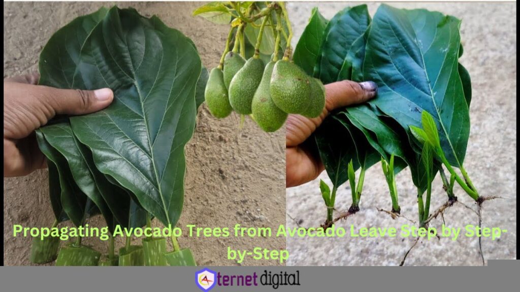 How to Grow Avocado Trees from Avocado a Single Leaf