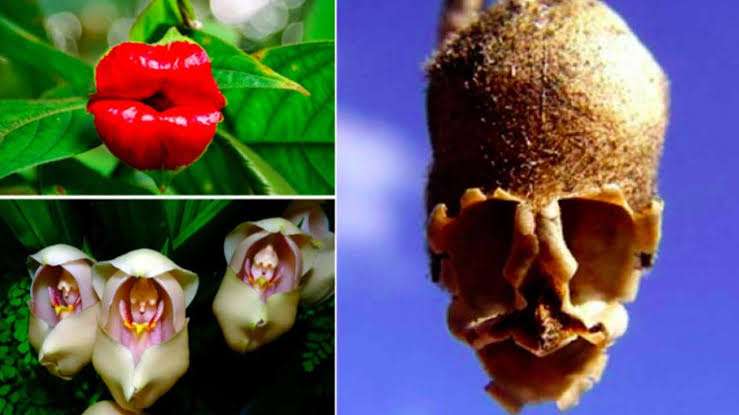 10 Fascinating Medicinal Plants That Resemble Human body Parts and their Benefits