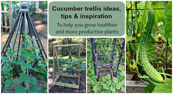 DIY Cucumber Trellis Ideas and Designs and To help in growing Healthier and Productive Plants