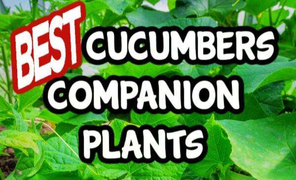 Cucumber Companion Plants: Best Plants to Grow Together with Cucumbers and Plants to Avoid