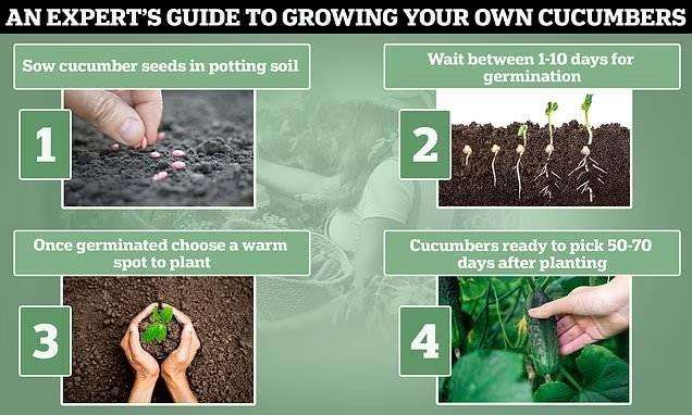 From Seed to Harvest: A Step-by-Step Growing guide for growing cucumber from seeds