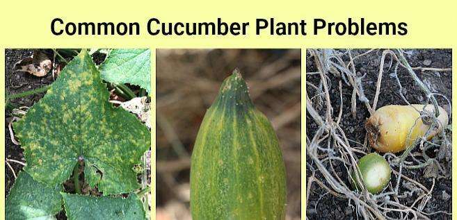 Common Cucumber Plants Growing Problems and How to Fix them